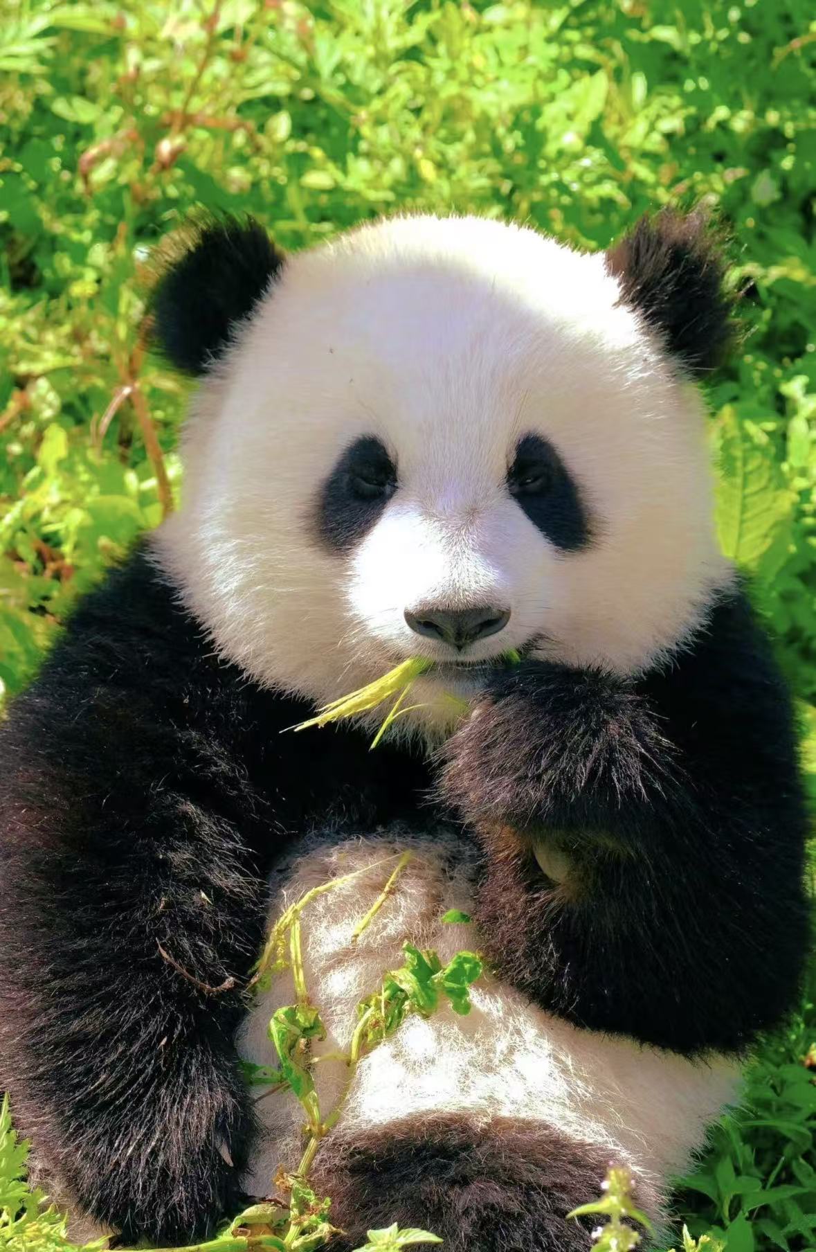 Chengdu Panda